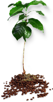 standard-tree.png