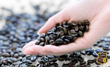 COFFEE TRADERS