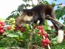 WEASEL COFFEE
