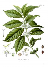 HISTORY OF COFFEE TREES