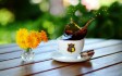 COFFEE AND HEALTH
