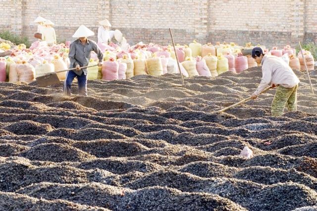 g8coffee cà phê sạch xuất khẩu
