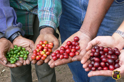 Clean coffee beans, 100% Arabica Coffee beans